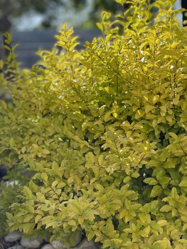 Top-rated garden landscaping for residential properties across Chesapeake, VA - Harris Landscapes