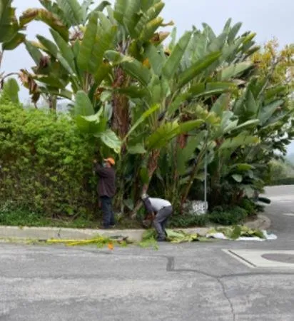 Expert yard cleanup service in Corona, CA - Harris Landscaping