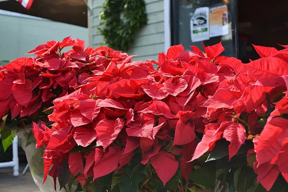 Local landscape installation experts serving Orlando, FL - Harris Landscaping Services & Garden Center