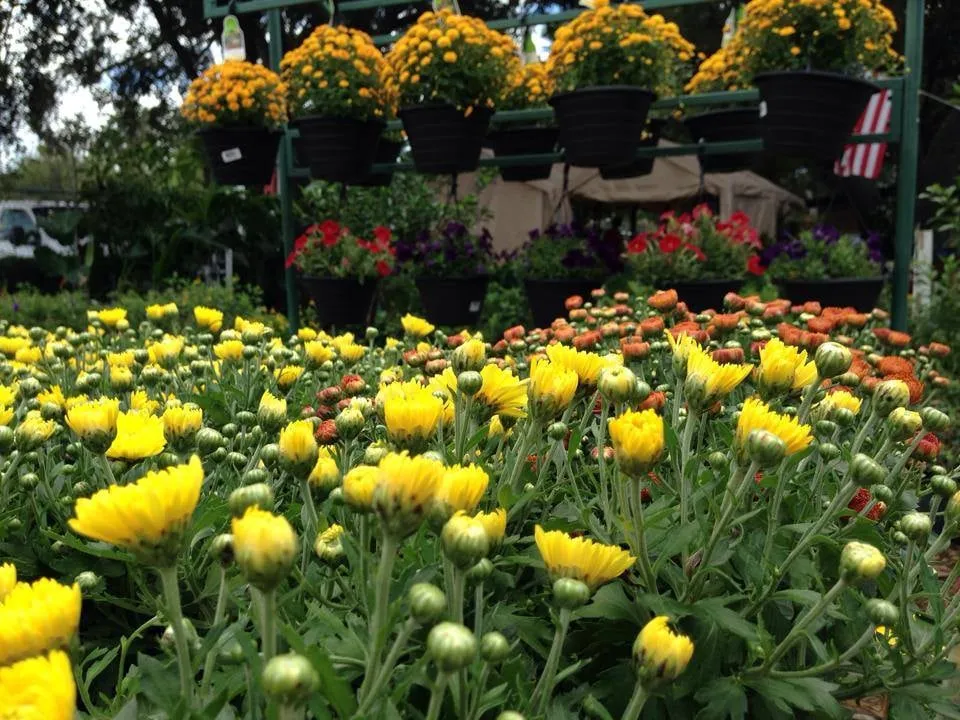 Affordable landscaping services experts serving Orlando, FL - Harris Landscaping Services & Garden Center