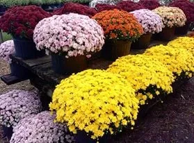 Affordable landscape design in Orlando, FL - Harris Landscaping Services & Garden Center