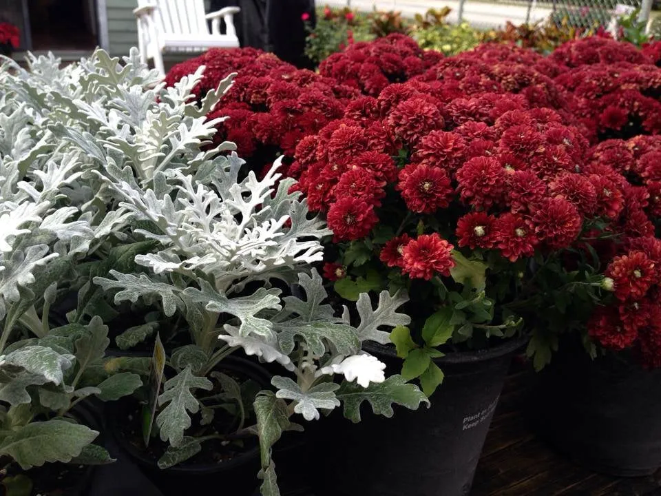 Expert lawn care service for homes across Orlando, FL - Harris Landscaping Services & Garden Center