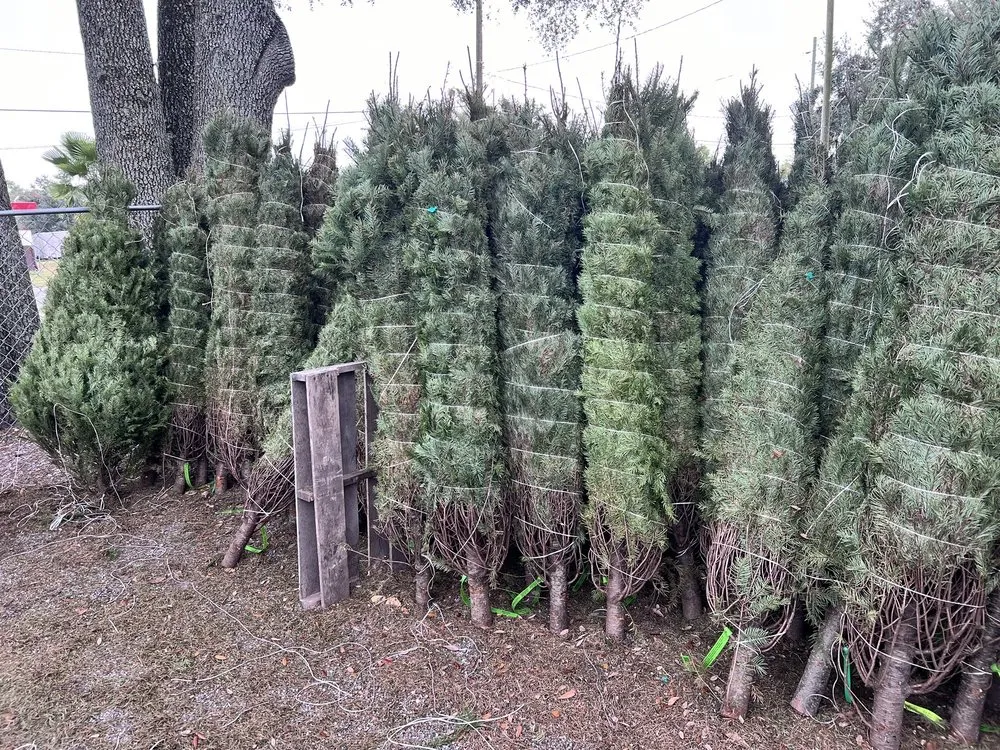 Custom landscape installation in Orlando, FL by Harris Landscaping Services & Garden Center