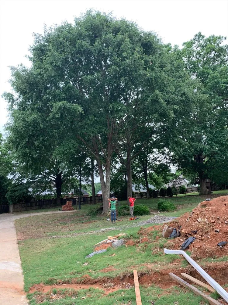 Custom yard cleanup service for beautiful yards in Springville, AL by Harris Tree Service