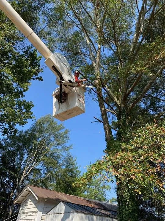 Trusted yard maintenance for outdoor upgrades in Springville, AL by Harris Tree Service