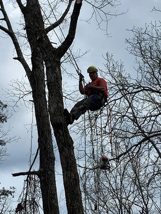Affordable yard cleanup service for beautiful yards in Springville, AL by Harris Tree Service