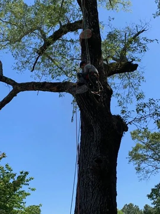 Expert residential landscaping for year-round maintenance in Springville, AL by Harris Tree Service