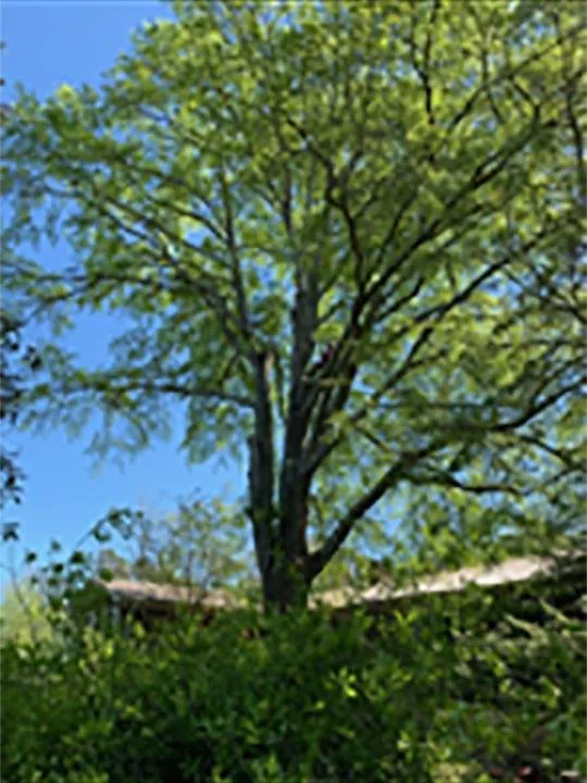 Expert landscape installation experts serving Springville, AL - Harris Tree Service