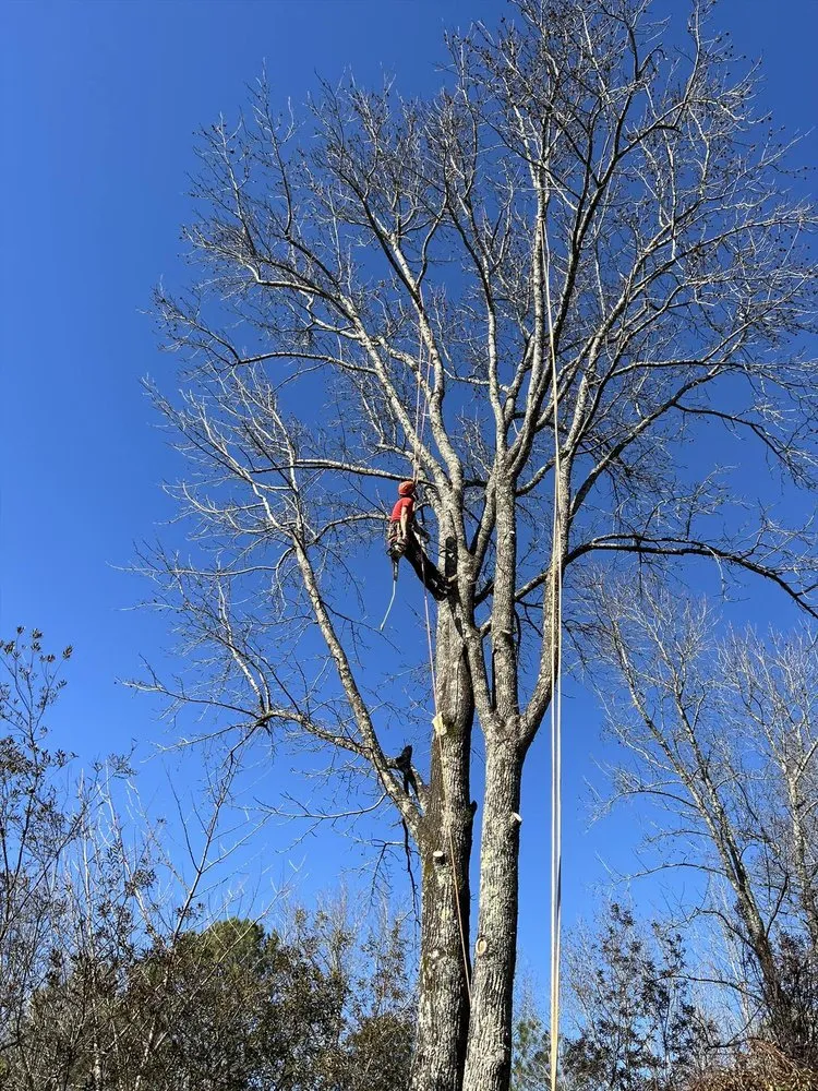 Expert garden landscaping with custom design in Springville, AL by Harris Tree Service