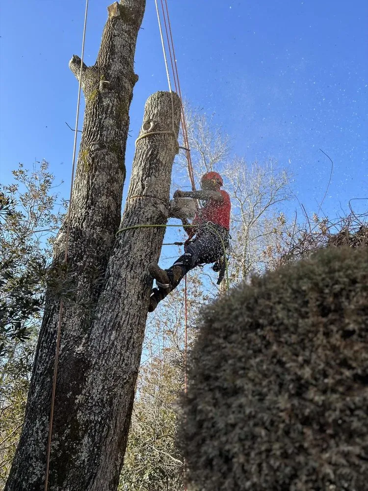 Local landscape installation in Springville, AL by Harris Tree Service