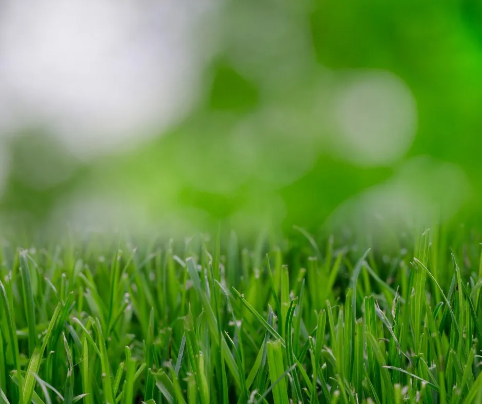 Reliable yard cleanup service experts serving Granby, MA - Harris’s Landscaping