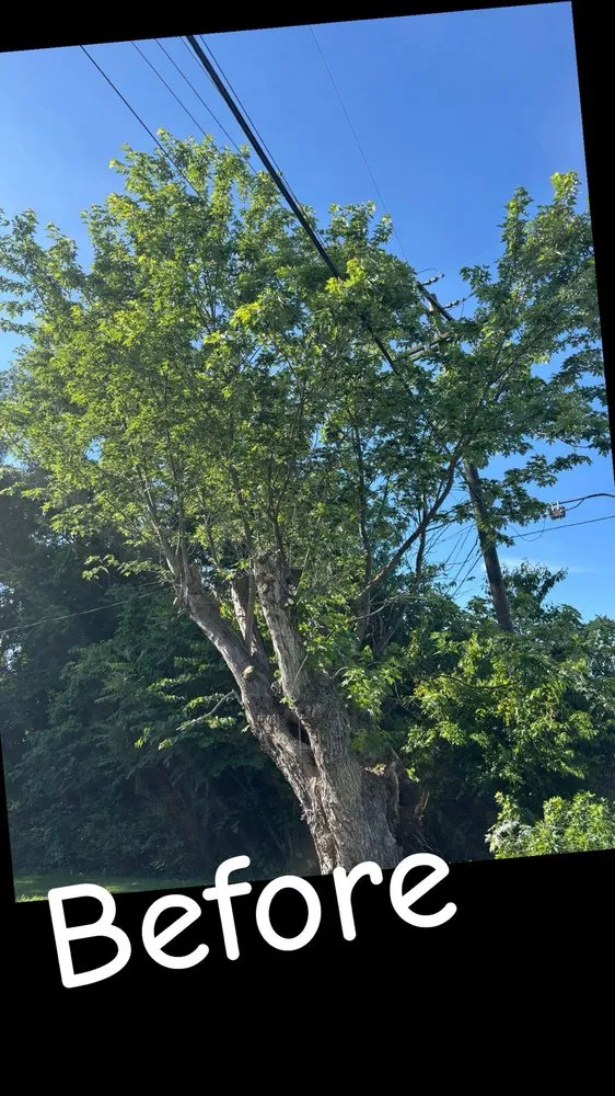 Expert yard maintenance in Millers Creek, NC - Harrold's Tree and Land Management