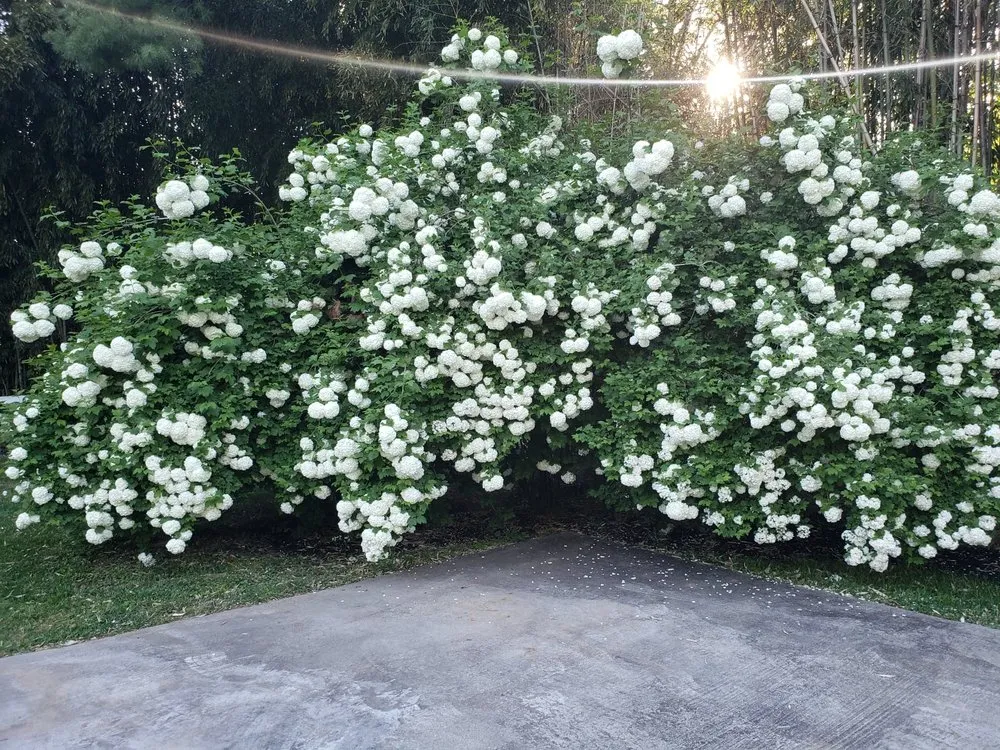 Trusted lawn care service in Aspen Hill, MD by Harry Jr Services Landscaping And Fertillizer