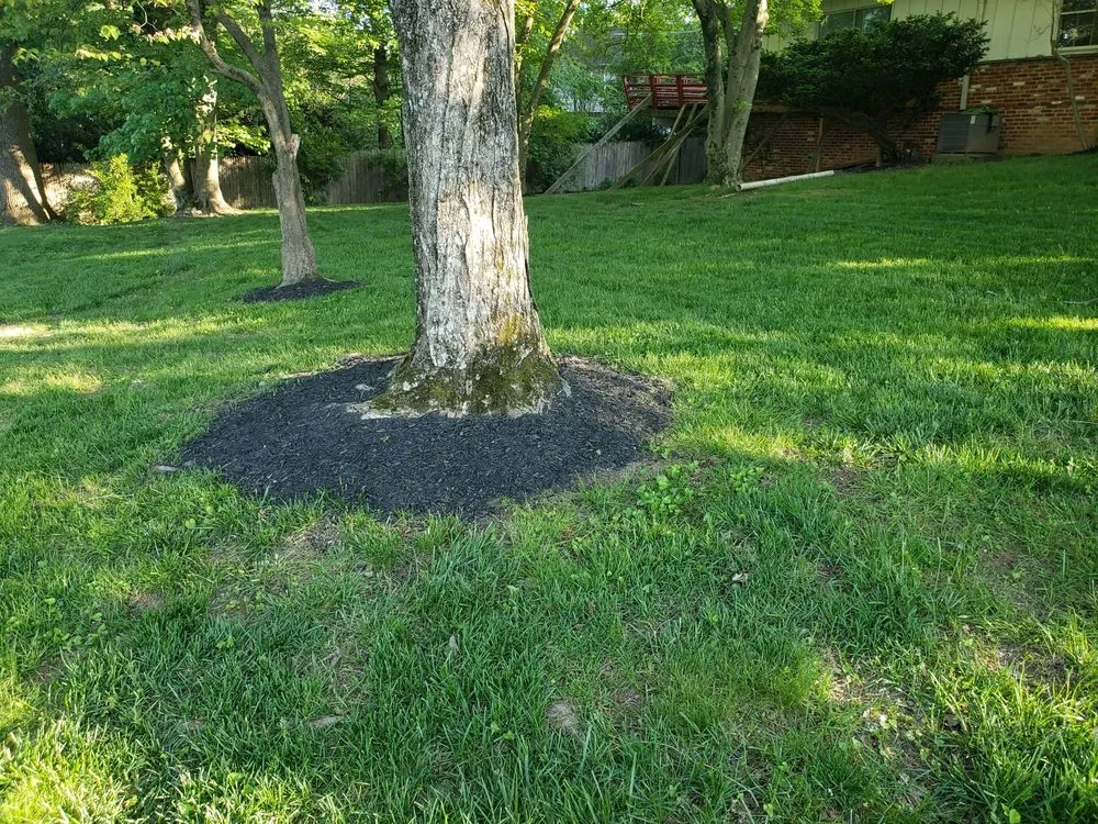 Expert yard cleanup service experts serving Aspen Hill, MD - Harry Jr Services Landscaping And Fertillizer