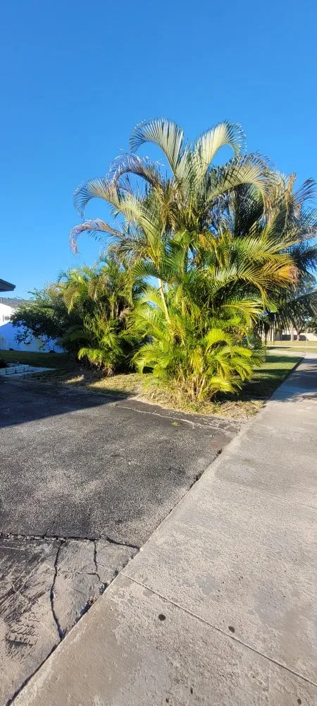 Trusted yard cleanup service experts serving Pembroke Pines, FL - Harry The Lawn Ranger