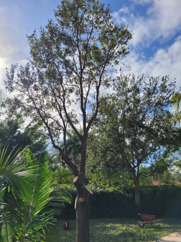 Expert garden landscaping experts serving Pembroke Pines, FL - Harry The Lawn Ranger