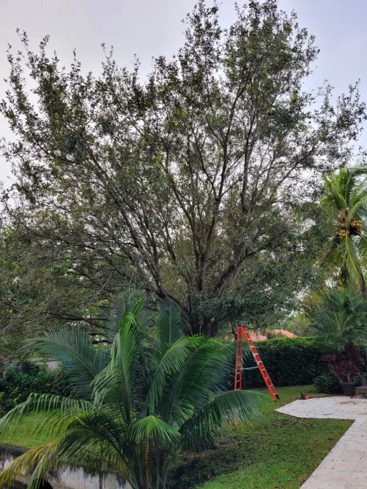 Top-rated yard maintenance experts serving Pembroke Pines, FL - Harry The Lawn Ranger