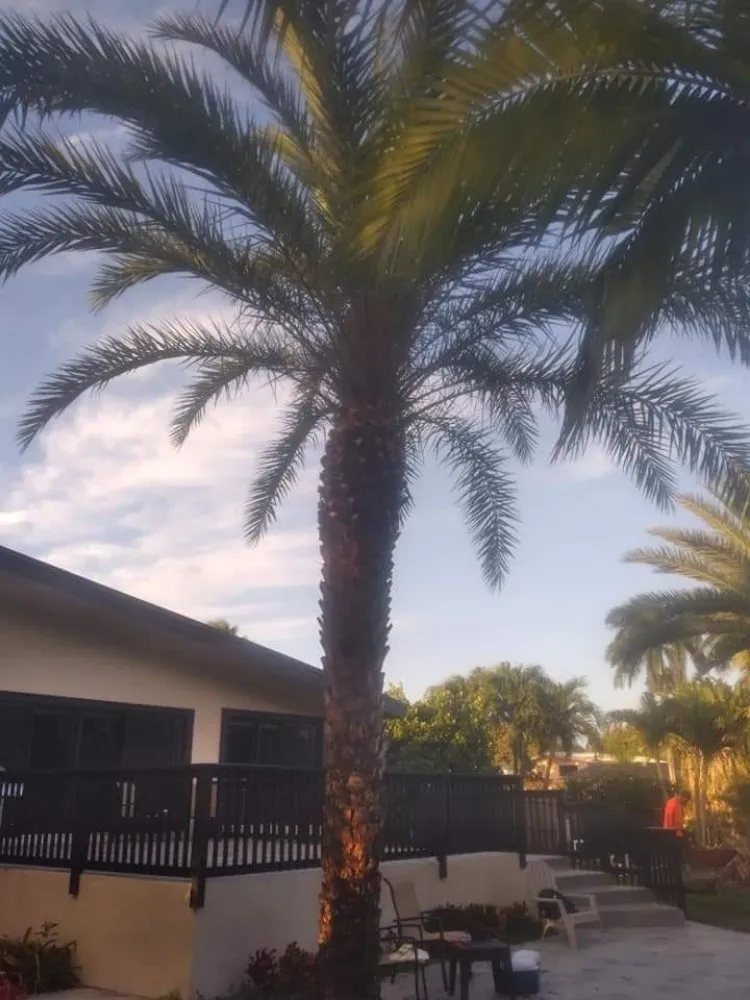 Reliable lawn mowing service in Pembroke Pines, FL by Harry The Lawn Ranger