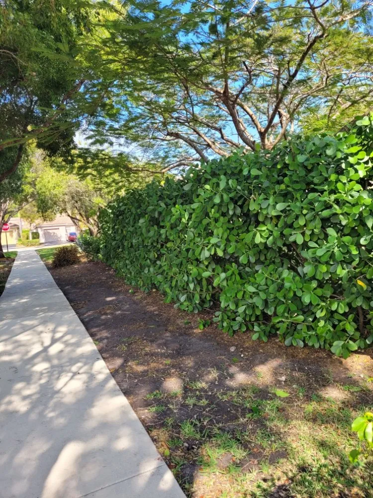 Affordable lawn mowing service for homes across Pembroke Pines, FL - Harry The Lawn Ranger