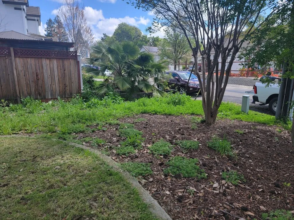 Expert yard cleanup service experts serving Sacramento, CA - Harry's Landscaping and Maintenance