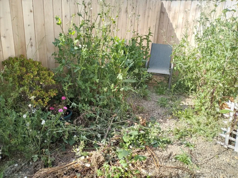 Expert yard cleanup service for homes across Sacramento, CA - Harry's Landscaping and Maintenance