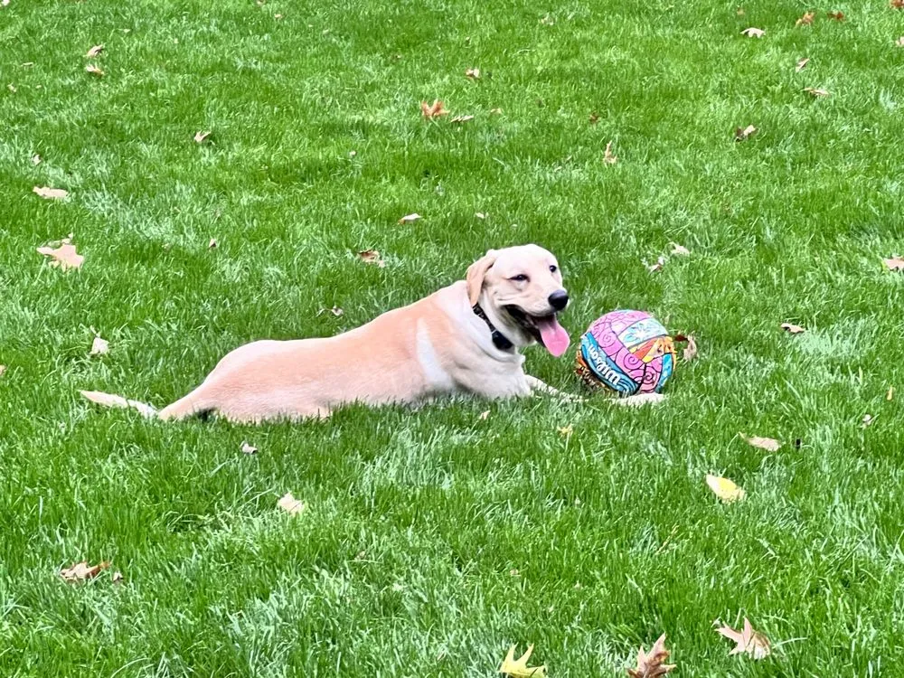 Expert landscape design in Alfred, ME - Hartford's Lawn Solutions