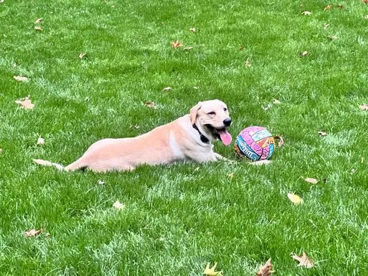 Hartford's Lawn Solutions