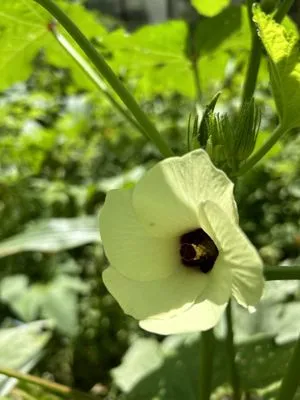 Hartmans Lawn Maintenance Logo