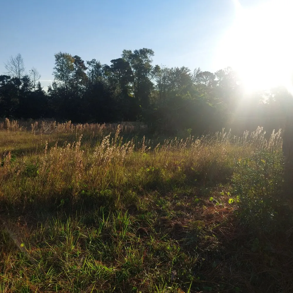 Top-rated yard cleanup service experts serving Rocky Point, NC - Harts Bush Hogging