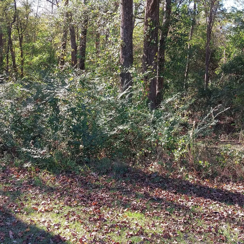 Local residential landscaping in Rocky Point, NC by Harts Bush Hogging