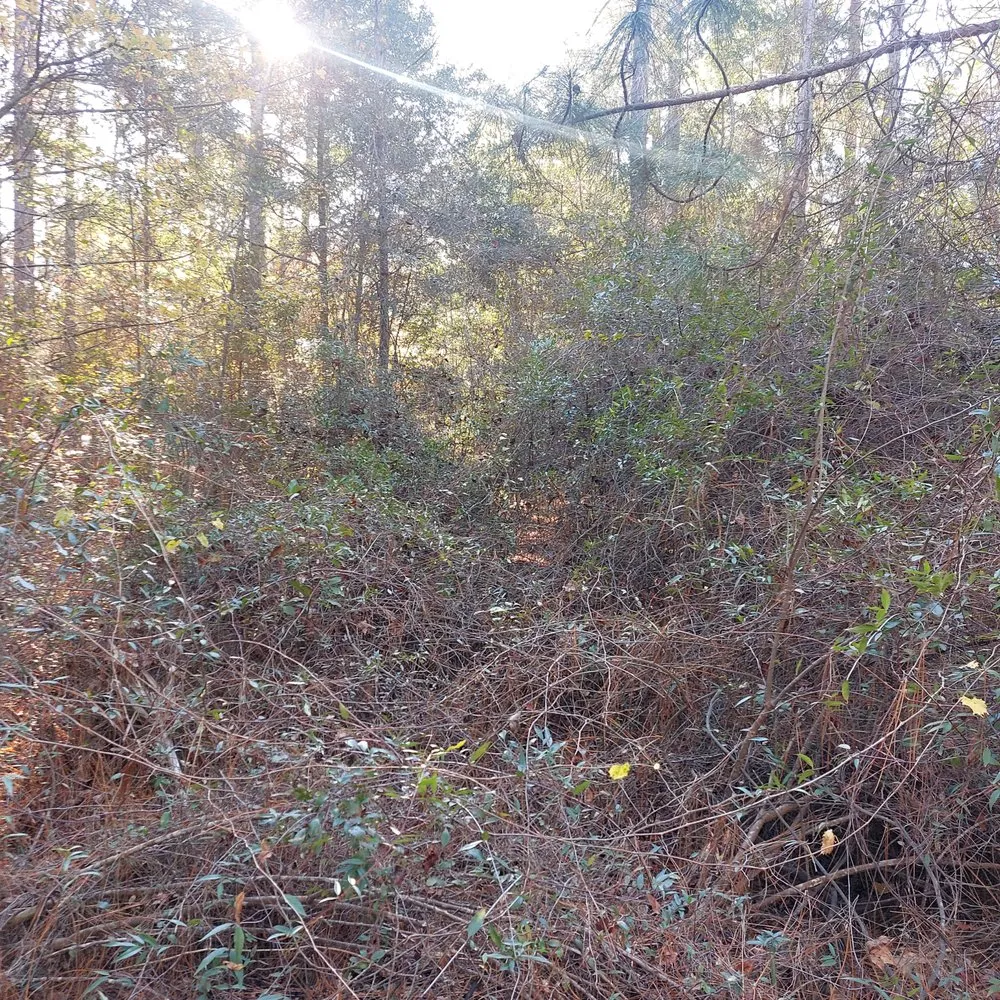 Affordable landscaping services in Rocky Point, NC - Harts Bush Hogging