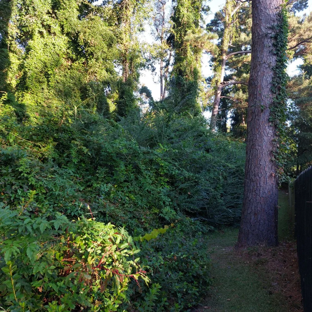 Top-rated landscaping services in Rocky Point, NC - Harts Bush Hogging