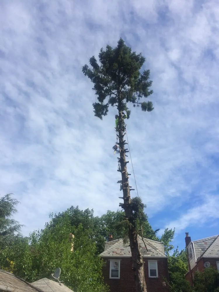 Affordable yard cleanup service near you in College Point, NY by Hart's Expert Tree Svce