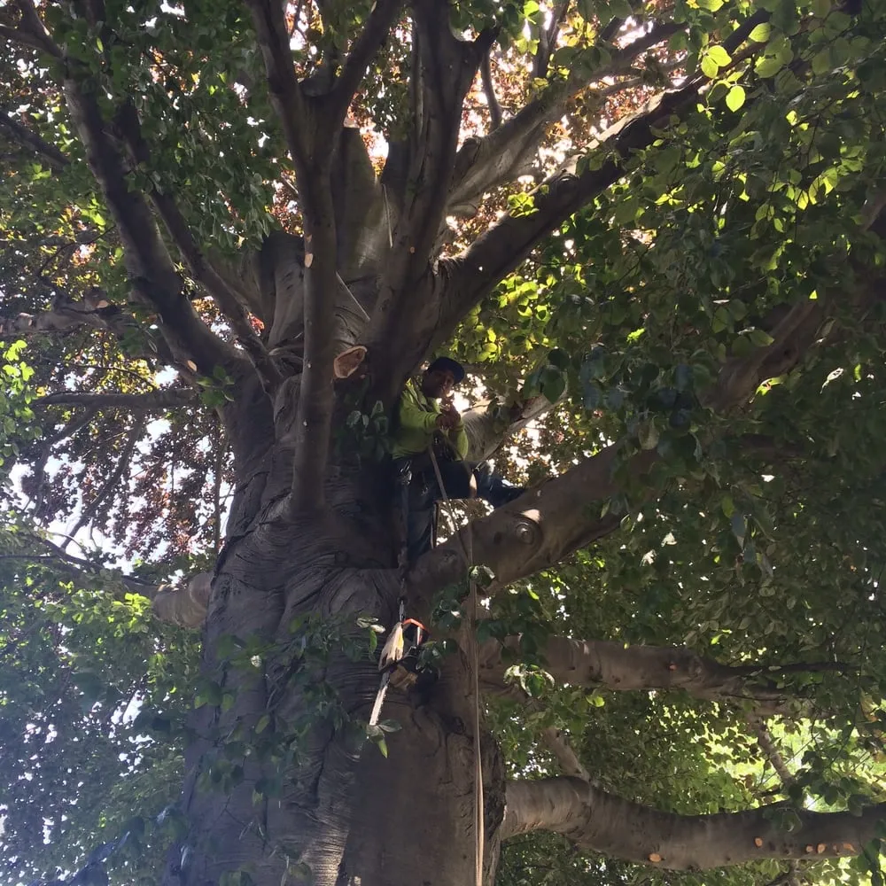 Custom lawn mowing service in College Point, NY by Hart's Expert Tree Svce