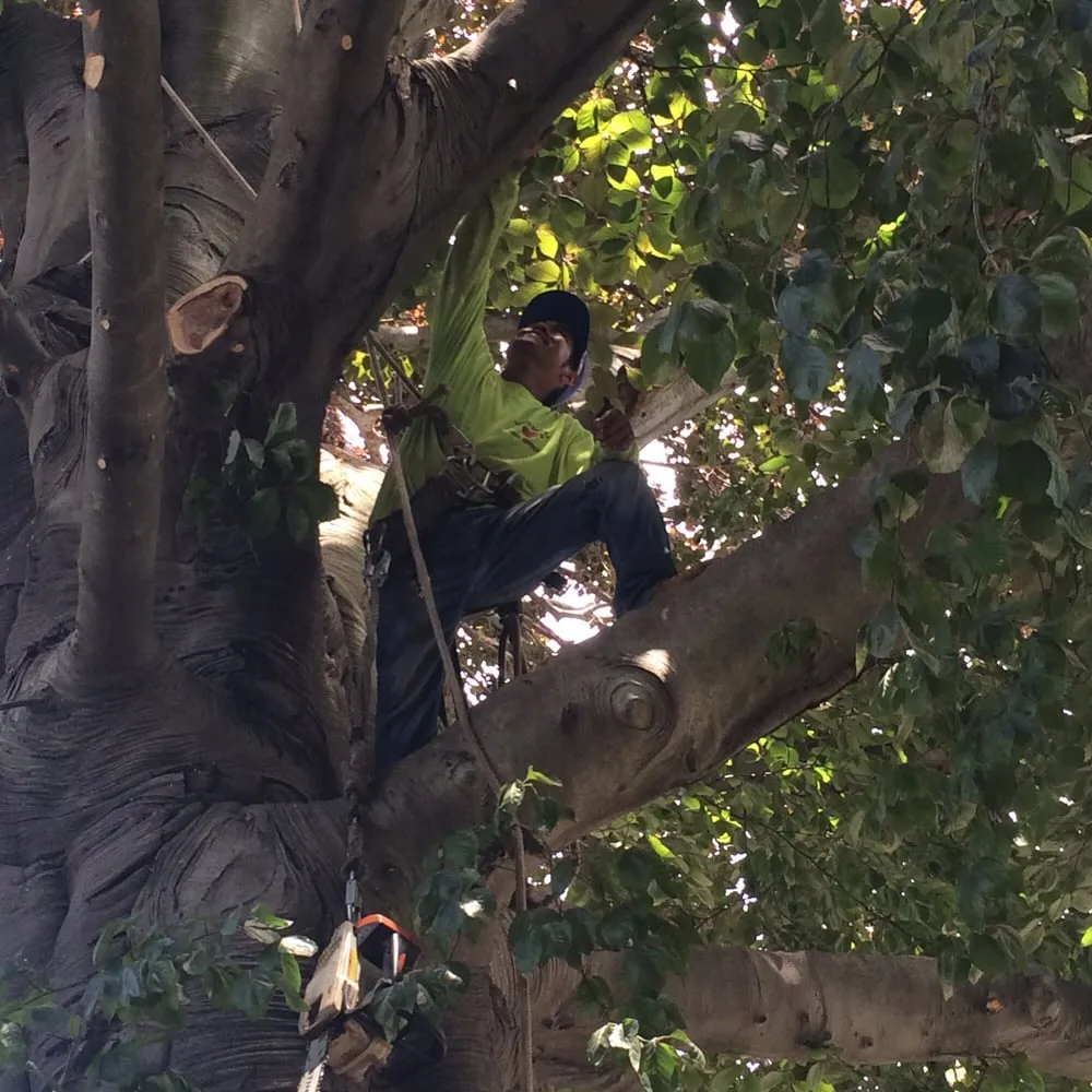 Reliable landscape design near you across College Point, NY - Hart's Expert Tree Svce