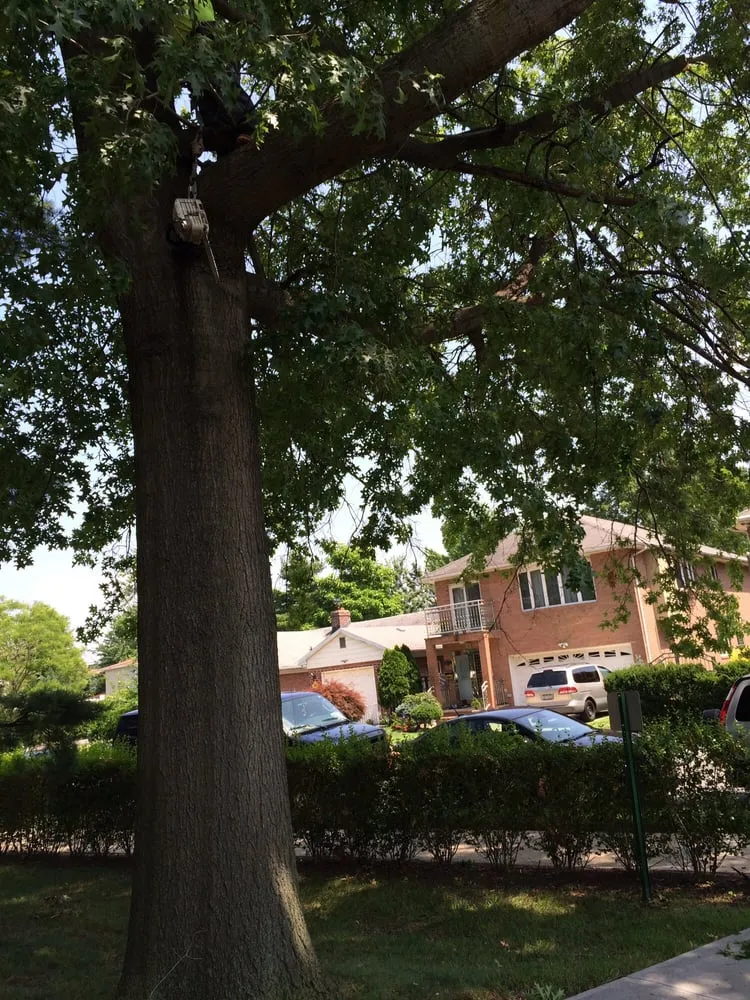 Reliable landscape design in College Point, NY by Hart's Expert Tree Svce