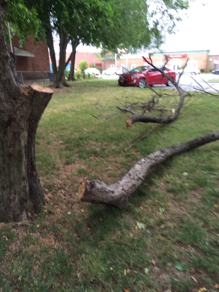 Reliable landscape installation in College Point, NY - Hart's Expert Tree Svce