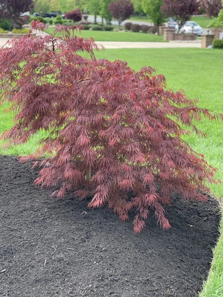 Local yard maintenance experts serving Sicklerville, NJ - Hartscapes