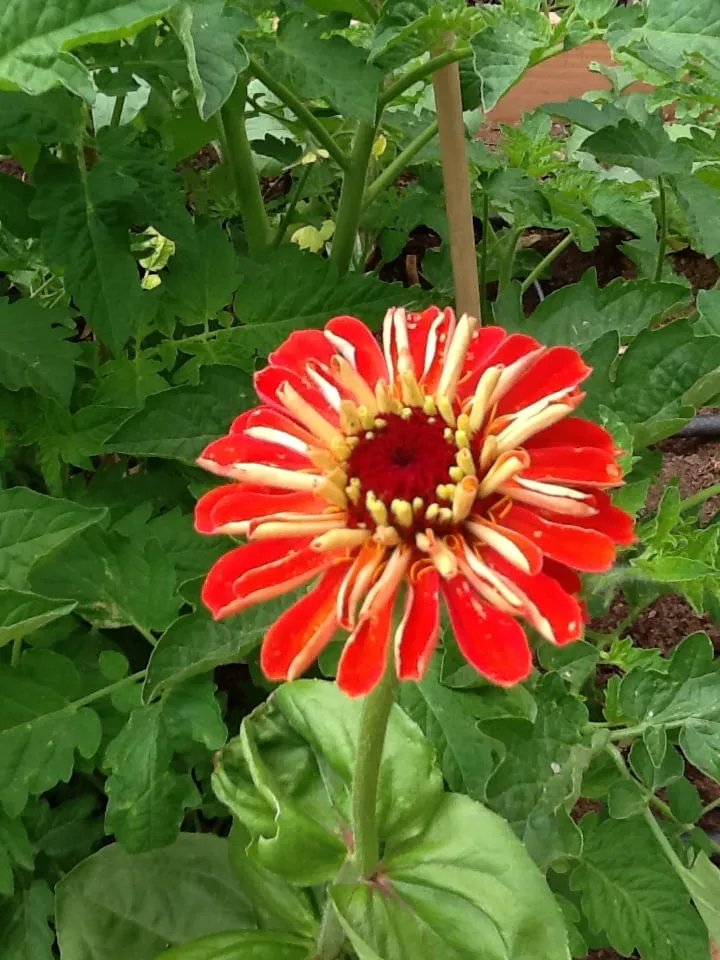 Custom garden landscaping in San Diego, CA by Harvest and Bloom