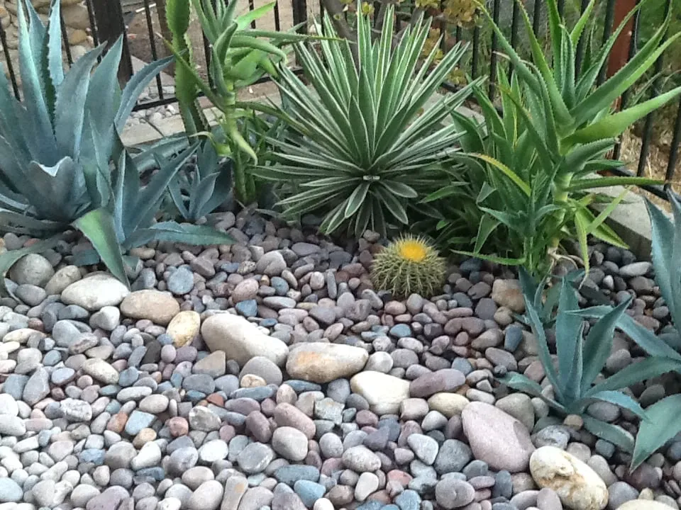 Top-rated landscape design in San Diego, CA - Harvest and Bloom