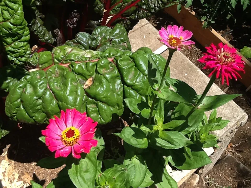 Custom landscape installation in San Diego, CA - Harvest and Bloom