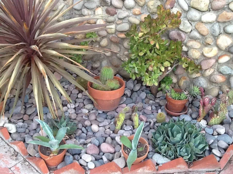 Expert yard cleanup service in San Diego, CA - Harvest and Bloom