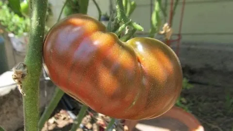 Top-rated lawn care service for residential properties in San Diego, CA by Harvest and Bloom