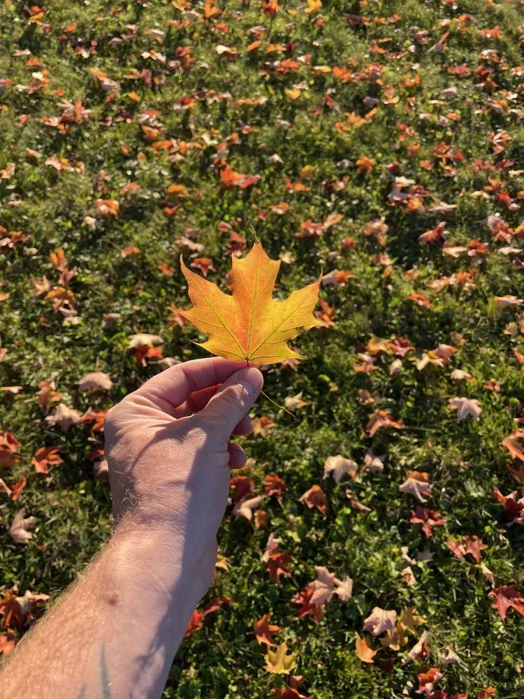 Local lawn mowing service with custom design across Caledonia, NY - Harvest Creek Lawn Care