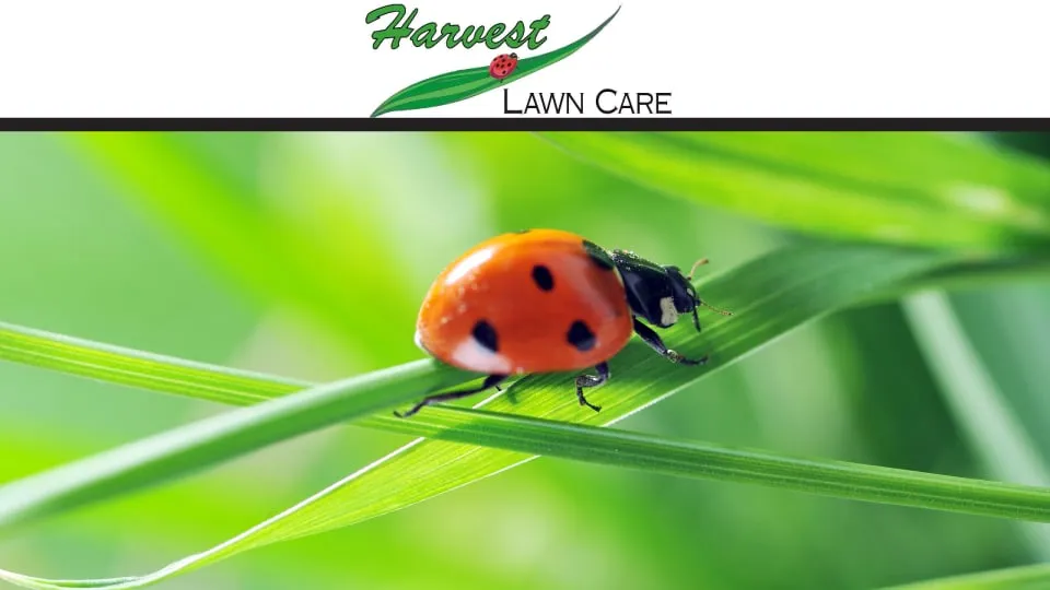 Affordable outdoor landscaping for outdoor upgrades across Franklin Lakes, NJ - Harvest Lawn Care