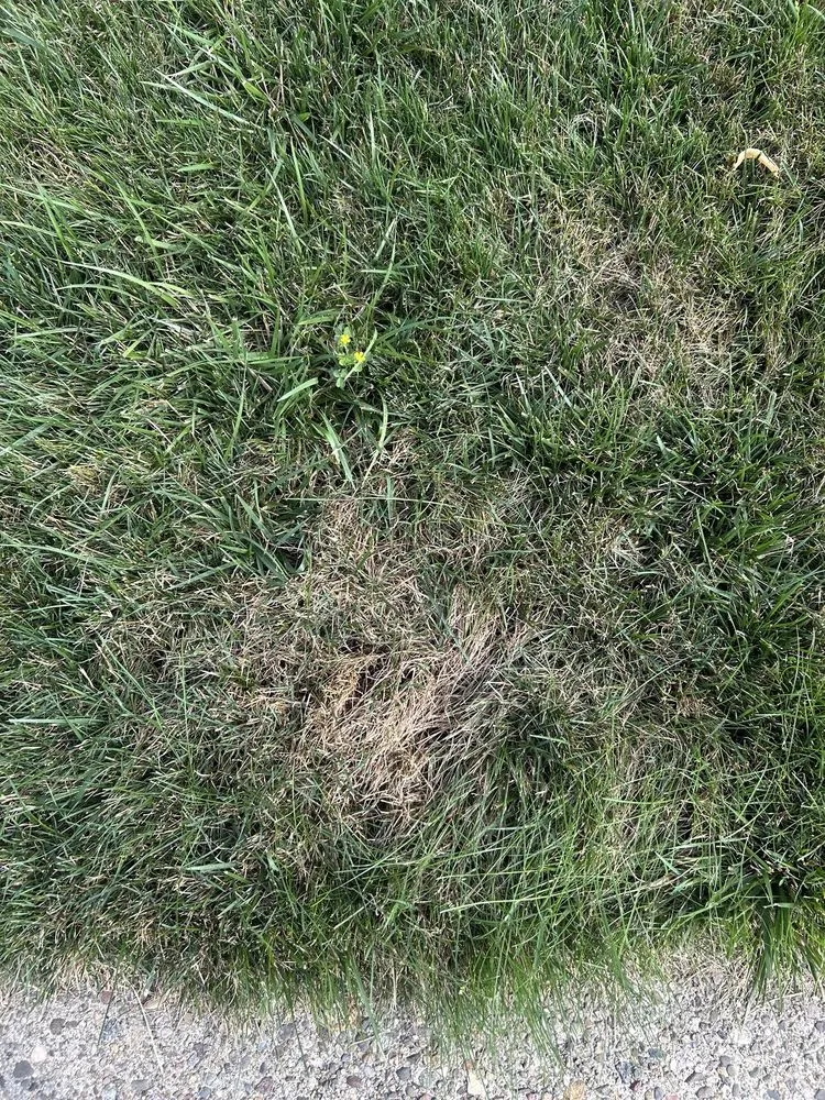 Professional yard cleanup service in Franklin Lakes, NJ - Harvest Lawn Care