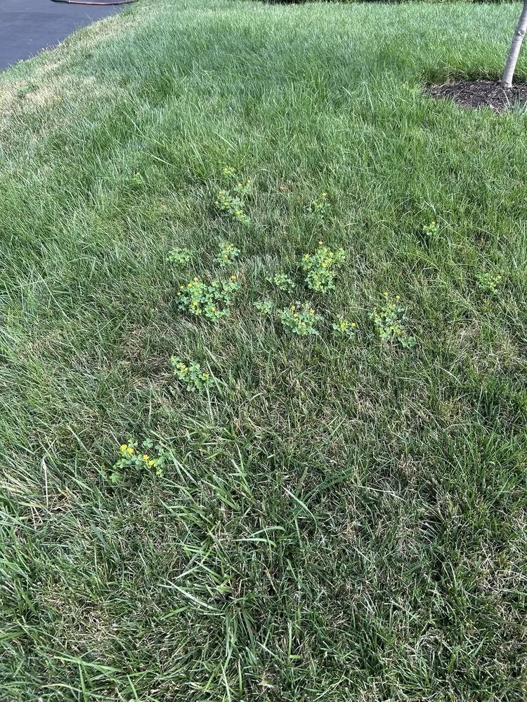 Affordable yard cleanup service in Franklin Lakes, NJ - Harvest Lawn Care