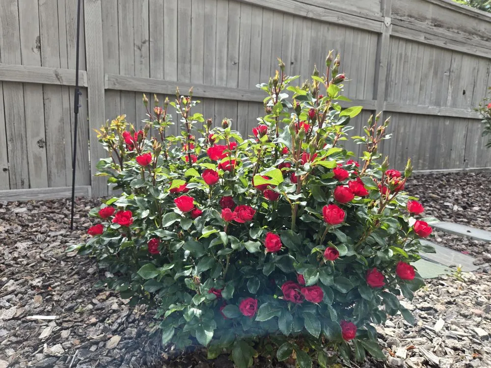 Top-rated residential landscaping for year-round maintenance in Medford, OR by Harvest Moon Landscape Maintenance