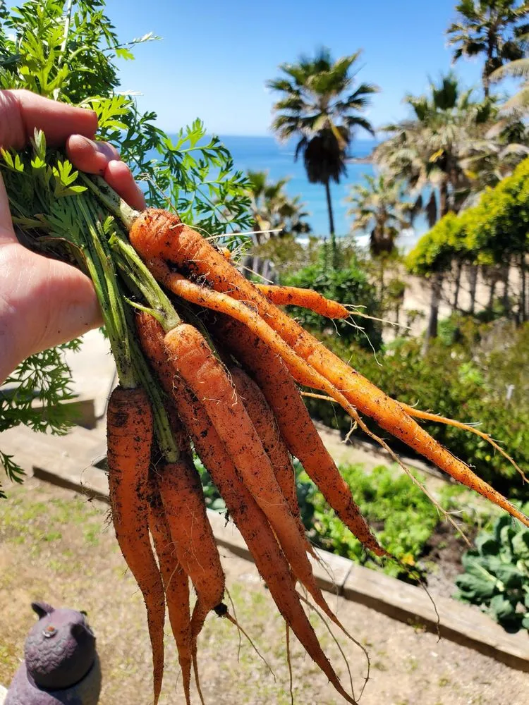 Top-rated lawn care service experts serving Irvine, CA - Harvest to Home