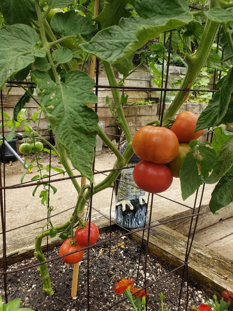 Local yard maintenance in Irvine, CA - Harvest to Home